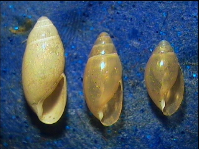 Ferussacia (Ferussacia) folliculus (Gmelin, 1791)